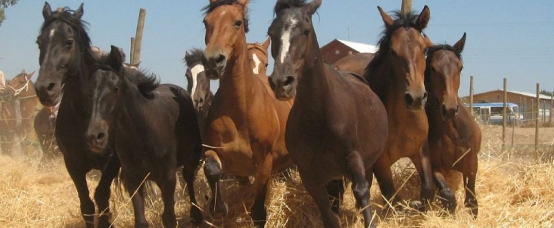 Iniciativas del Minagri en la valorización del patrimonio de los territorios rurales