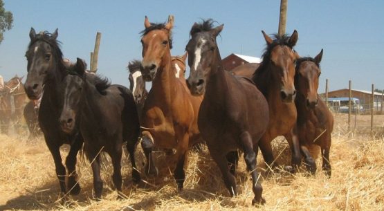 Iniciativas del Minagri en la valorización del patrimonio de los territorios rurales