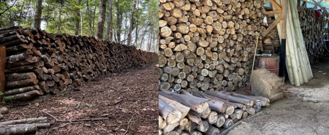 Nuevo artículo de Odepa aborda la biomasa forestal como biocombustible regulado