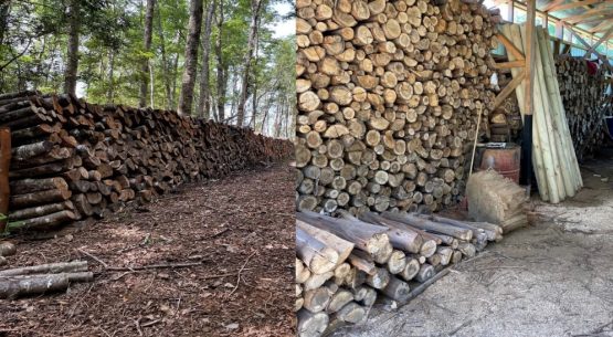 Nuevo artículo de Odepa aborda la biomasa forestal como biocombustible regulado