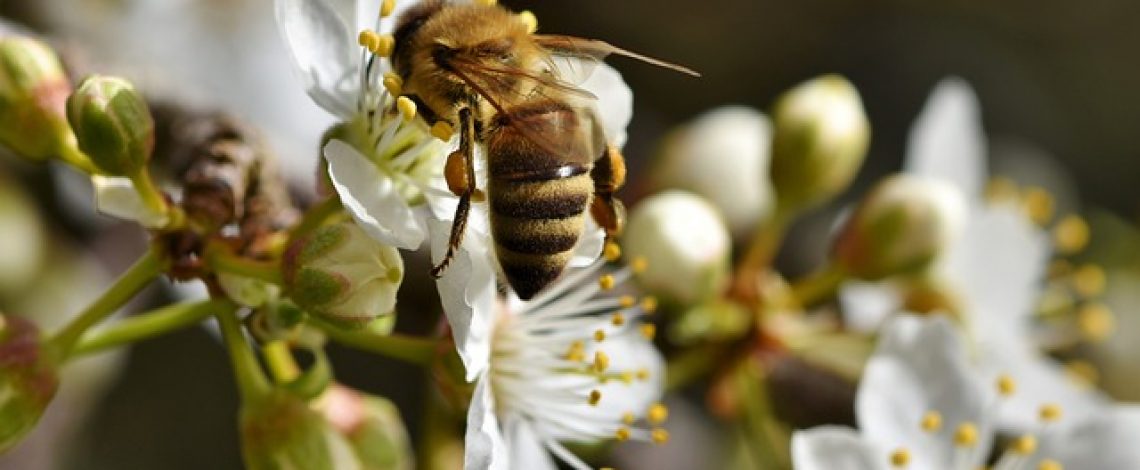 El 8 de mayo vence el plazo de la Consulta Pública del Plan Estratégico de Desarrollo Apícola