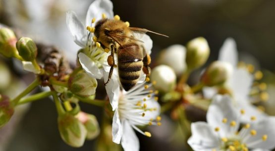 El 8 de mayo vence el plazo de la Consulta Pública del Plan Estratégico de Desarrollo Apícola