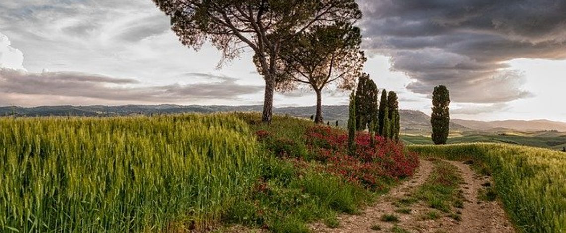 Suscripciones a la información de Odepa