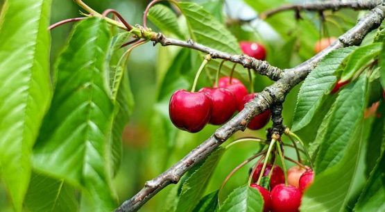 La cereza fue la principal fruta exportada en enero-abril de 2022