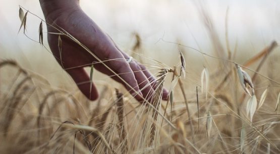 Hoy y mañana seminarios de Odepa en la Expo Chile Agrícola