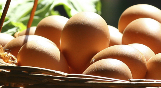 Sistemas de producción de huevos. Ventajas y desventajas