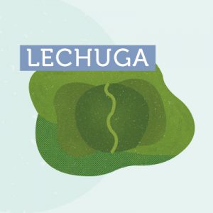 LECHUGA-LOS-LAGOS