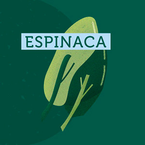 Espinaca - Región de La Araucanía