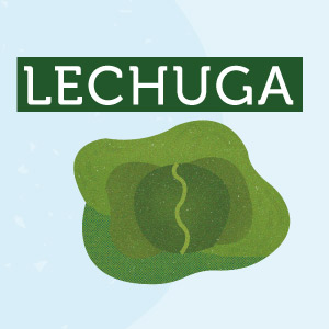 Lechuga - Región de Biobío