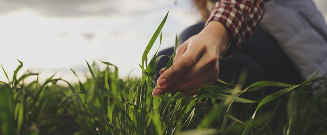 Boletín de avena, diciembre 2024