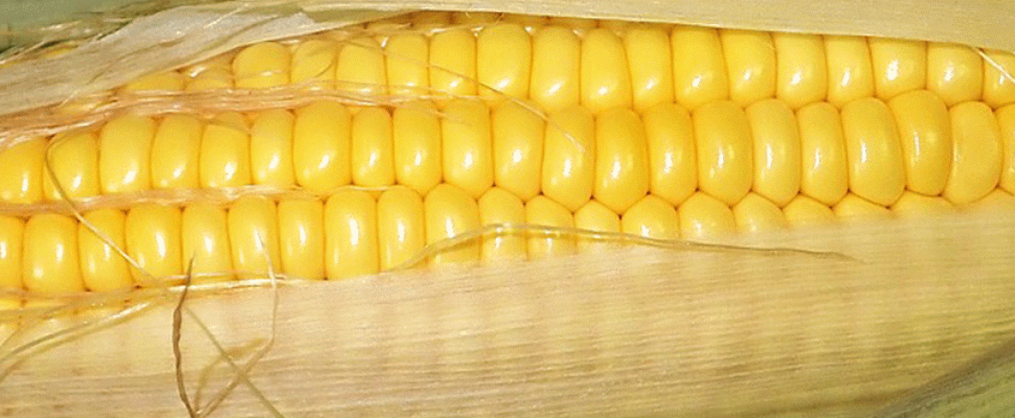 Del choclo fresco al maíz congelado: Cambios en el hábito de consumo, abril 2023