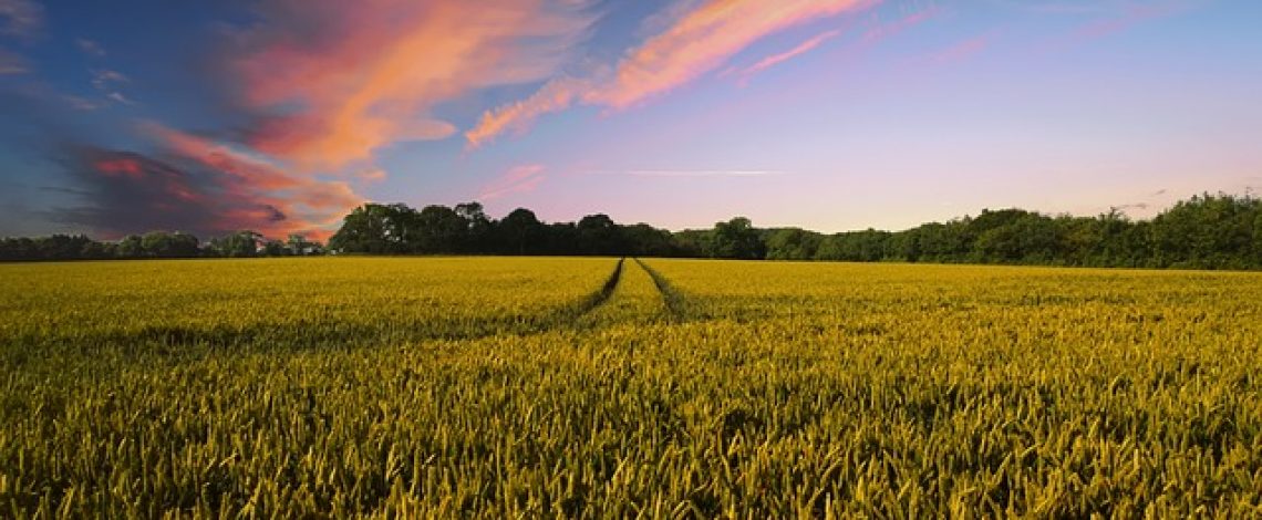 Odepa permite consulta en línea de información territorial especializada del sector silvoagropecuario