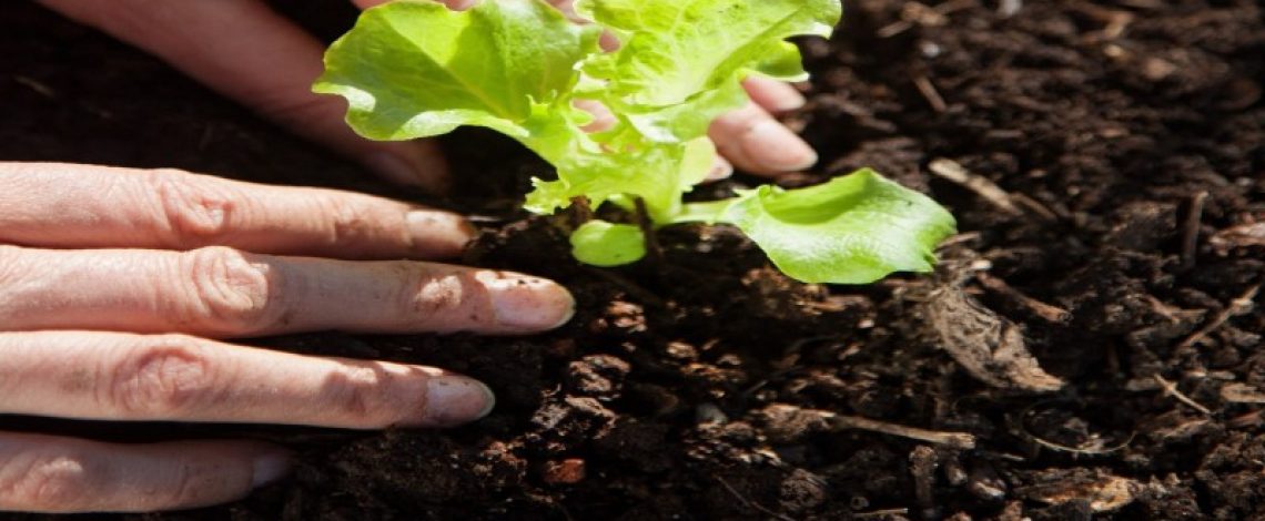 Odepa participa del proyecto que entregará índices sobre el suelo para la gestión y manejo sustentable de ecosistemas.