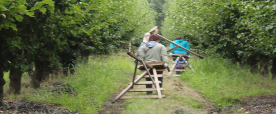 Actividad productiva del sector frutícola según tipo de productor y brechas de género