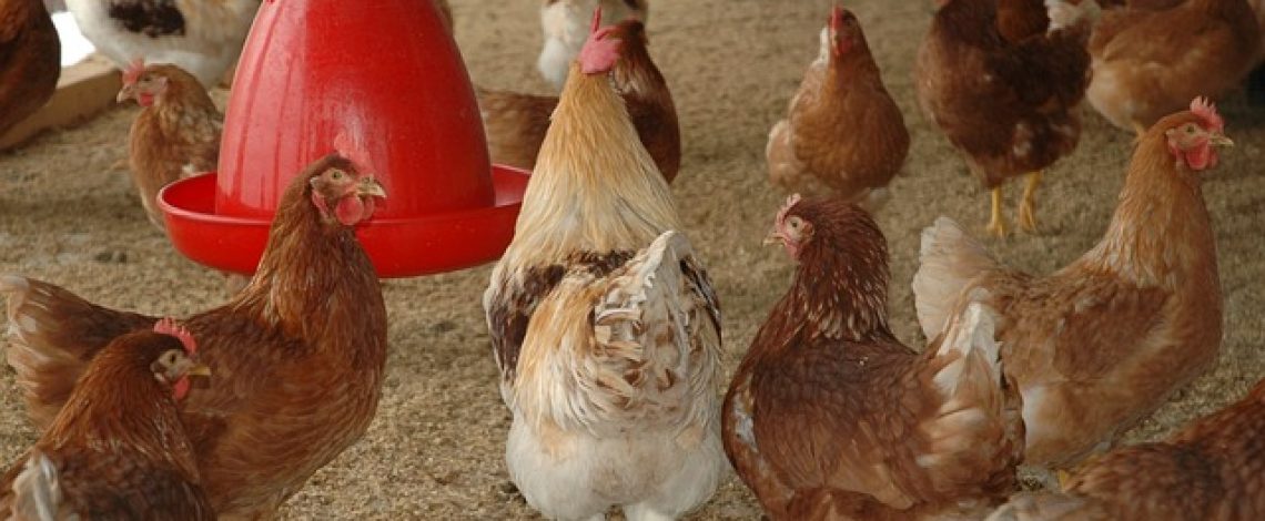 USDA libera las restricciones  de la influenza aviar altamente patógena para las provincias de Cachapoal y Melipilla en Chile