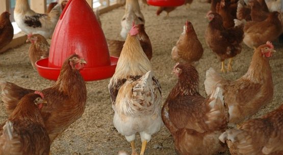 USDA libera las restricciones  de la influenza aviar altamente patógena para las provincias de Cachapoal y Melipilla en Chile