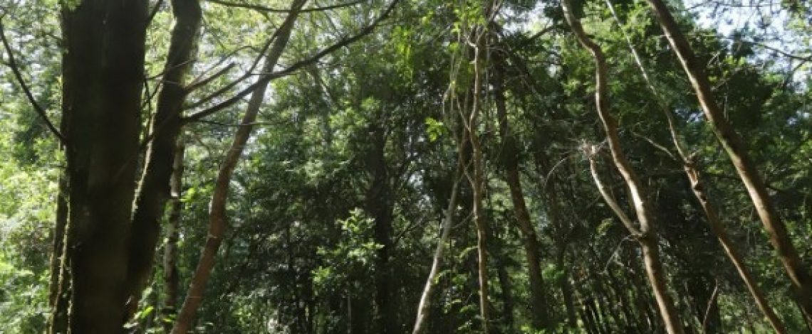 Odepa invita a participar en charlas online en la Expo Chile Agrícola