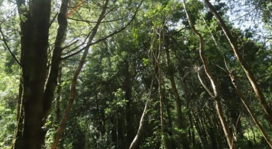 Odepa invita a participar en charlas online en la Expo Chile Agrícola
