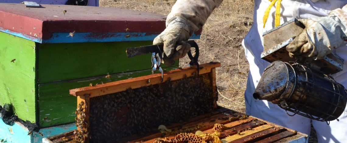 Temporada apícola 2022 – 23