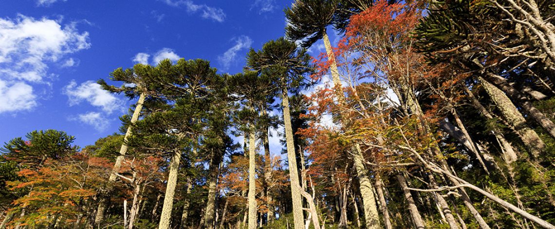 Diagnóstico regional de los objetivos de la Política Nacional de Desarrollo Rural – La Araucanía