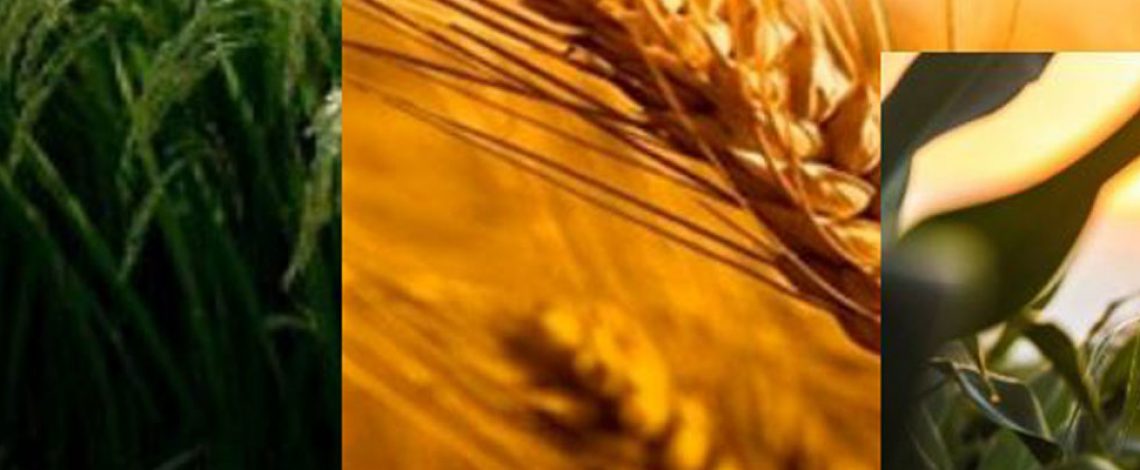 Mercado de los Cereales. Temporada 2022/23: trigo – maíz – arroz