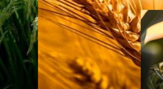 Mercado de los Cereales. Temporada 2022/23: trigo – maíz – arroz