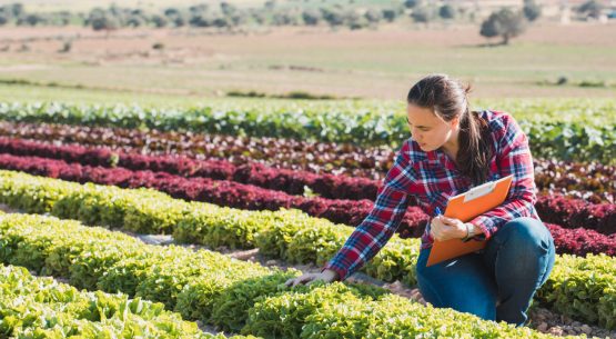 Estudio: Diseño de indicadores de monitoreo, reporte y verificación (MRV) de medidas y acciones de mitigación de gases de efecto invernadero en el marco del plan sectorial de mitigación de agricultura