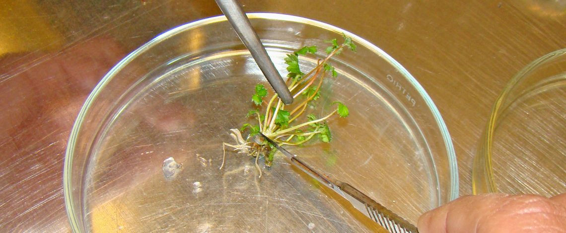 Estudio: Propuesta de marco institucional para el Ministerio de Agricultura para acceso a recursos genéticos y participación en los beneficios