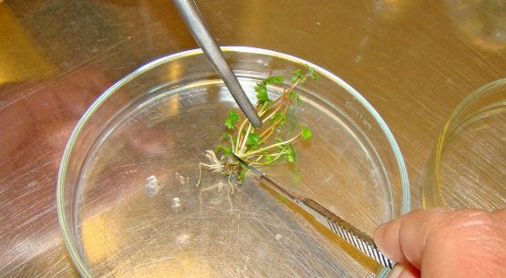 Estudio: Propuesta de marco institucional para el Ministerio de Agricultura para acceso a recursos genéticos y participación en los beneficios