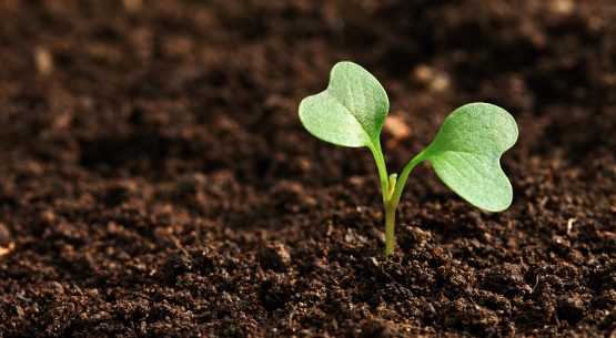 Estudio: “Levantamiento de insumos para instrumentos de bonificación y focalización para el Sistema de Incentivos para la Gestión Sostenible de Suelos Agropecuarios (SIGESS)”