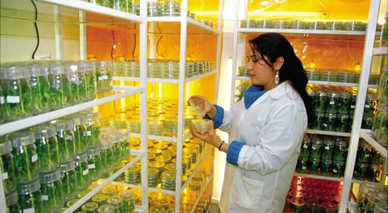 Estudio: Plan de acción para el mejoramiento al Inventario Nacional, herramientas, sistemas o procesos ya existentes para elaborar y actualizar proyecciones de emisiones sectoriales y escenarios de mitigación del sector agropecuario