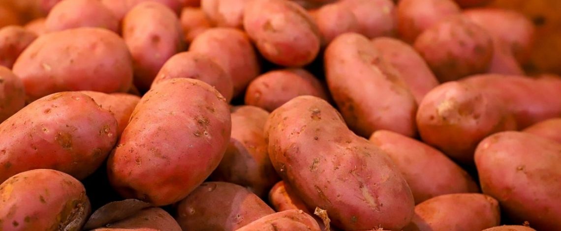 Boletín de la papa, septiembre 2025