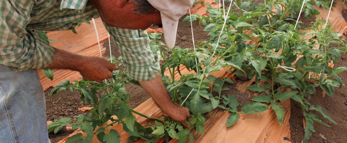 Estudio:  “Identificación, evaluación e incorporación de dos cadenas de impacto del sector silvoagropecuario bajo el modelo y simulación de ARClim y cuantificación de la disminución de vulnerabilidad sectorial con la implementación del PANCC SAP 2023-2027” – Tercer informe de Avance.