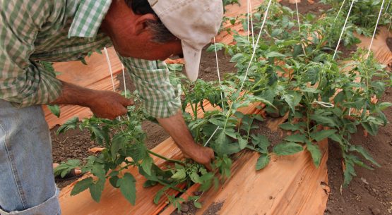 Estudio:  “Identificación, evaluación e incorporación de dos cadenas de impacto del sector silvoagropecuario bajo el modelo y simulación de ARClim y cuantificación de la disminución de vulnerabilidad sectorial con la implementación del PANCC SAP 2023-2027” – Tercer informe de Avance.