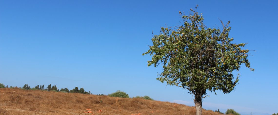 Estudio:  “Evaluación de los efectos adversos del cambio climático y riesgos actuales y proyectados para el sector silvoagropecuario en el marco del plan de adaptación nacional al cambio climático del sector silvoagropecuario (PANCC SAP) 2023-2027” – Informe final.