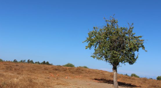 Estudio:  “Evaluación de los efectos adversos del cambio climático y riesgos actuales y proyectados para el sector silvoagropecuario en el marco del plan de adaptación nacional al cambio climático del sector silvoagropecuario (PANCC SAP) 2023-2027” – Informe final.