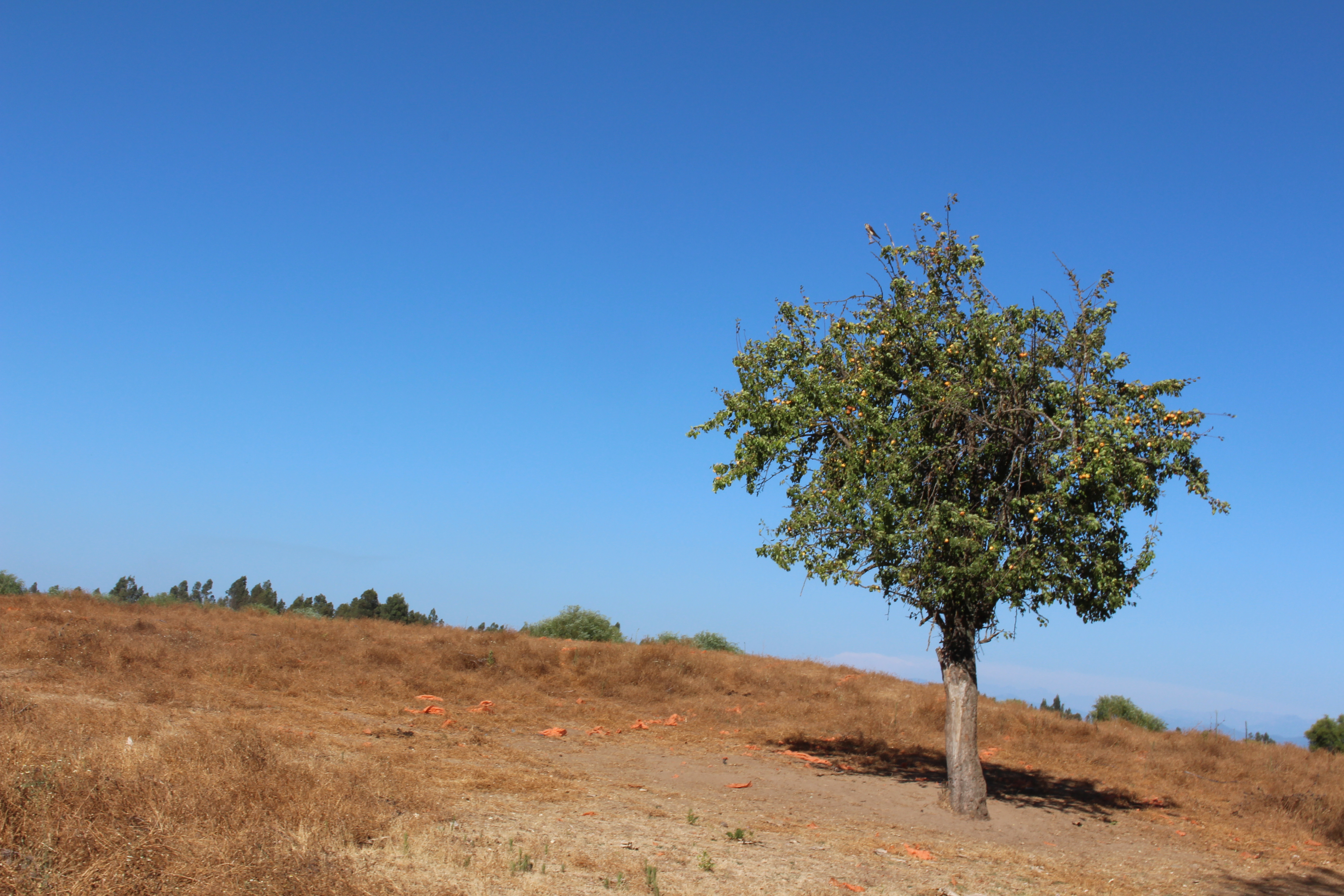 Estudio:  “Evaluación de los efectos adversos del cambio climático y riesgos actuales y proyectados para el sector silvoagropecuario en el marco del plan de adaptación nacional al cambio climático del sector silvoagropecuario (PANCC SAP) 2023-2027” – Informe final.