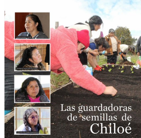 Hoy en la revista Ya, un reportaje sobre el proyecto de Odepa sobre las Guardadoras de Semillas de Chiloé