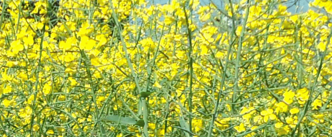 Mercado del Raps: Temporada 2022/23