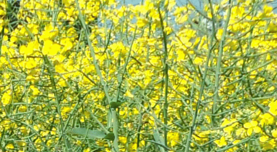 Mercado del Raps: Temporada 2022/23