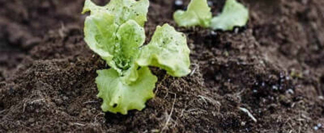 Por una agricultura más sustentable: Consejo de Ministros para la Sustentabilidad aprobó Plan Sectorial de Mitigación al Cambio Climático