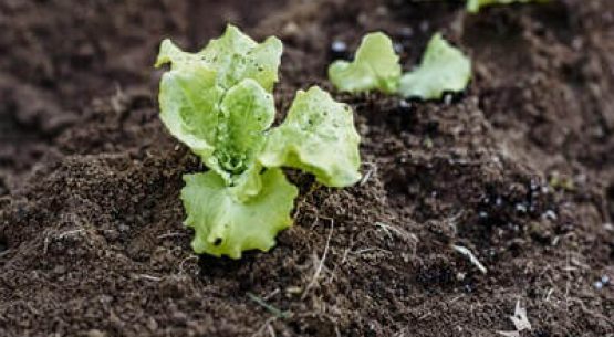 Por una agricultura más sustentable: Consejo de Ministros para la Sustentabilidad aprobó Plan Sectorial de Mitigación al Cambio Climático