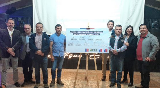 Ministerio de Agricultura presenta el programa de transferencia tecnológica de la nueva variedad de Arroz JASPE