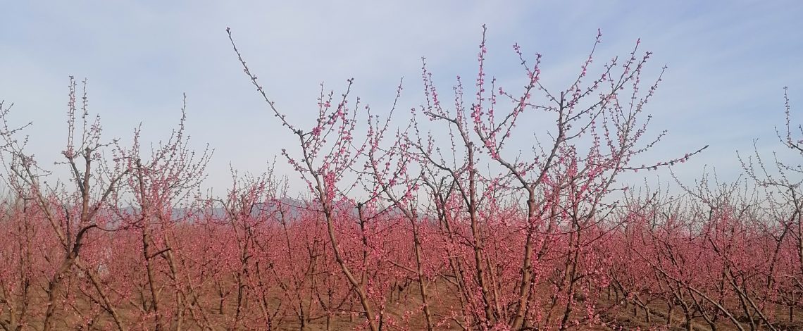 Ciren y Odepa lanzan Catastros Frutícolas en las regiones de Coquimbo, Atacama y O´Higgins