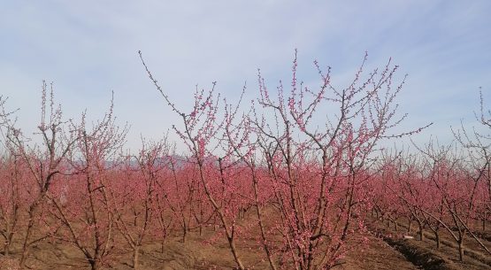 Ciren y Odepa lanzan Catastros Frutícolas en las regiones de Coquimbo, Atacama y O´Higgins