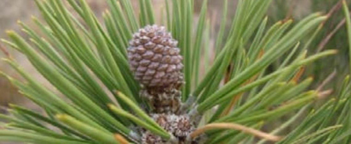 El Piñón, una alternativa de cultivo con un buen futuro