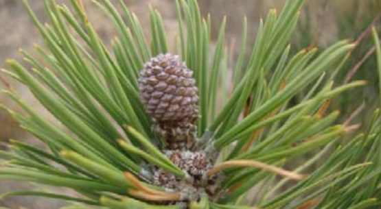 El Piñón, una alternativa de cultivo con un buen futuro