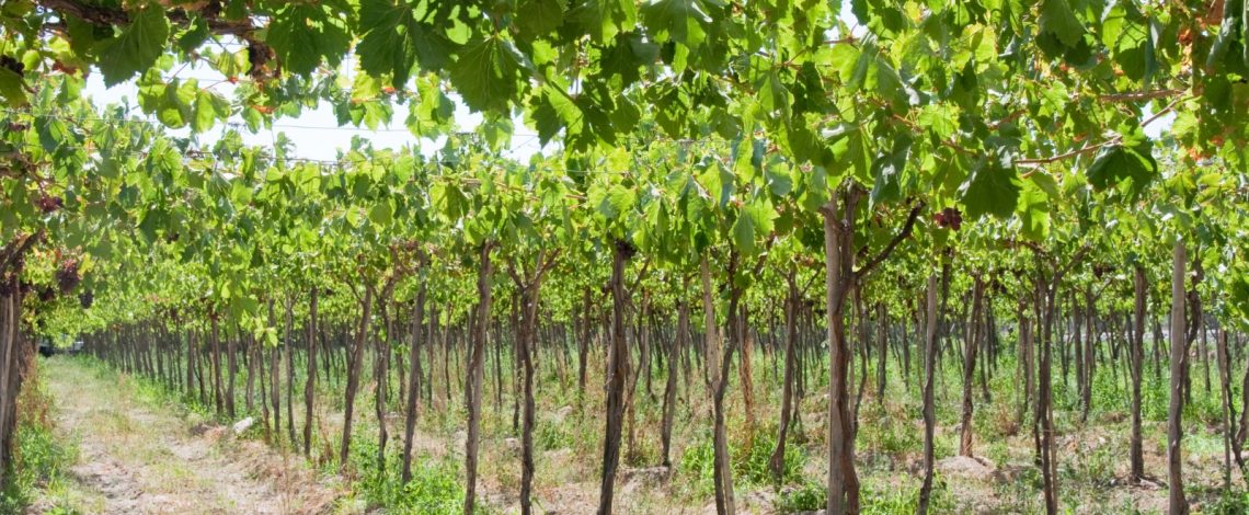 Ministro Valenzuela cita a Consejo Asesor del Pisco para la Protección, Promoción y Desarrollo de la Denominación de Origen Pisco