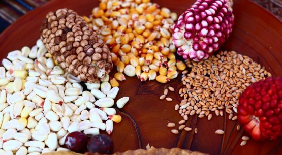 Estudio: Generación de una caja de herramientas para la protección de las semillas tradicionales para campesinas, campesinos y pequeños agricultores y agricultoras