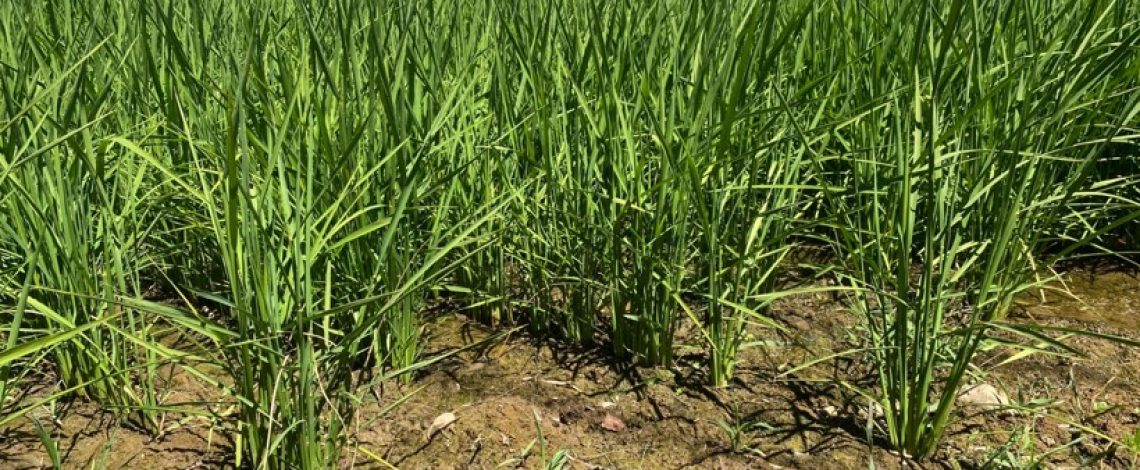 Boletín de cereales, noviembre de 2025